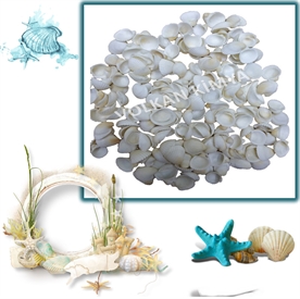 Resim Küçük Beyaz Midye Deniz Kabukları ''30-50 gr''