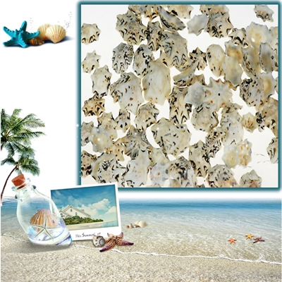 Resim Star Limpit Deniz Kabukları 30-50 gr